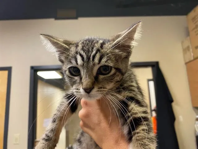 A baby small-sized female Domestic Short Hair cat named A for adoption in Modesto, CA