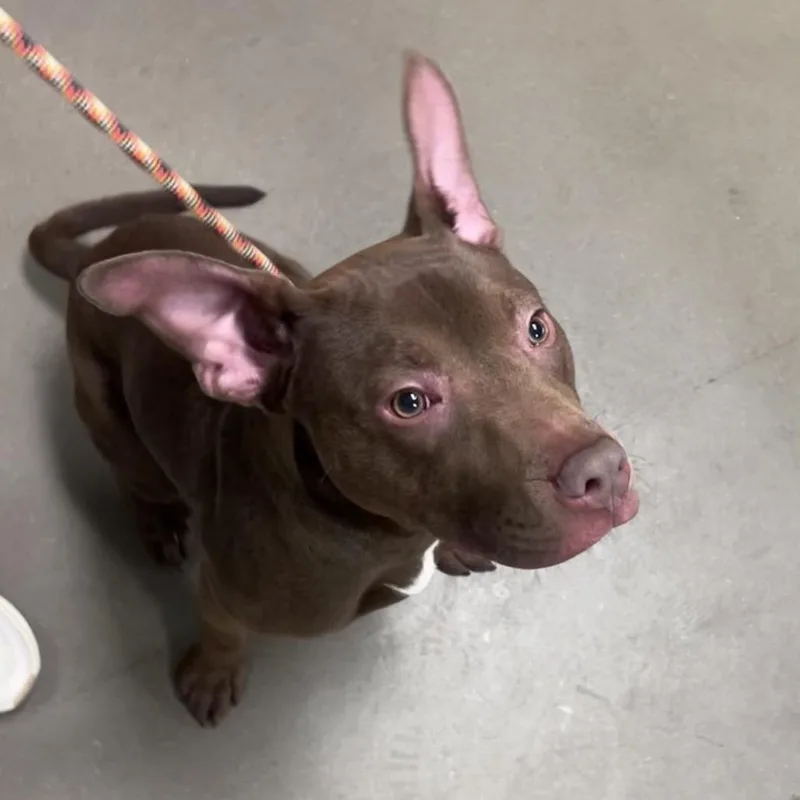 A young medium-sized male Brown / Chocolate Mixed Breed dog named Plot Twist for adoption in Asheville, NC