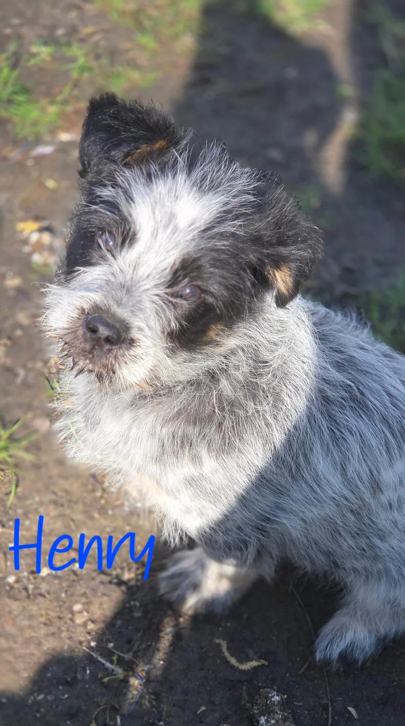 Henry