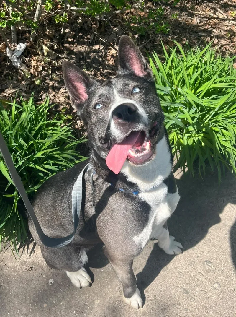 An adult medium-sized female Husky dog named Genesis for adoption in Southold, NY