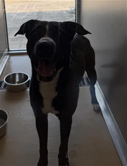 An adult large-sized male Staffordshire Bull Terrier dog named Sebastian for adoption in Pasadena, TX