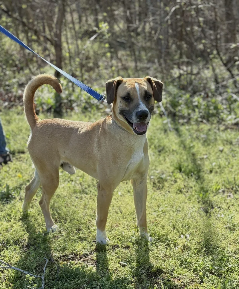An adult medium-sized male Black Mouth Cur dog named Dexter Transport for adoption in Gradyville, KY