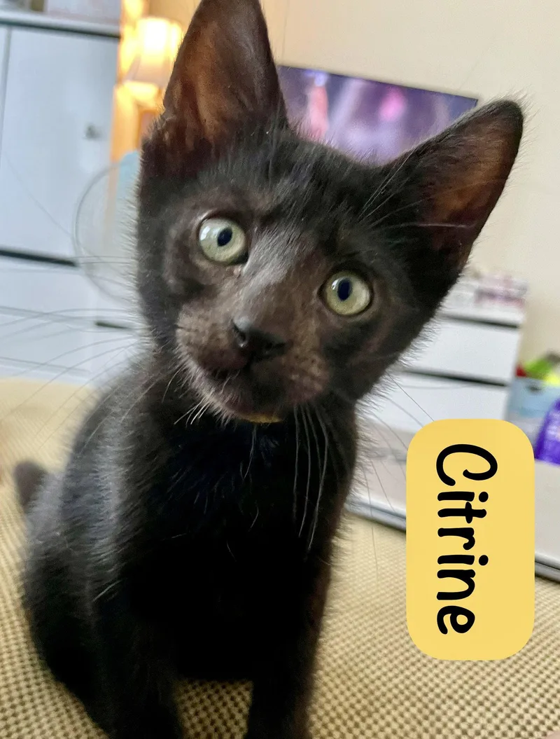 A baby medium-sized male Black Domestic Short Hair cat named Citrine for adoption in Reston, VA