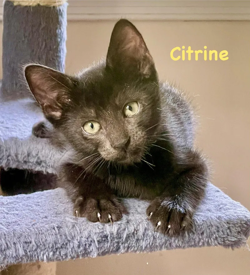 Citrine thumbnail 2