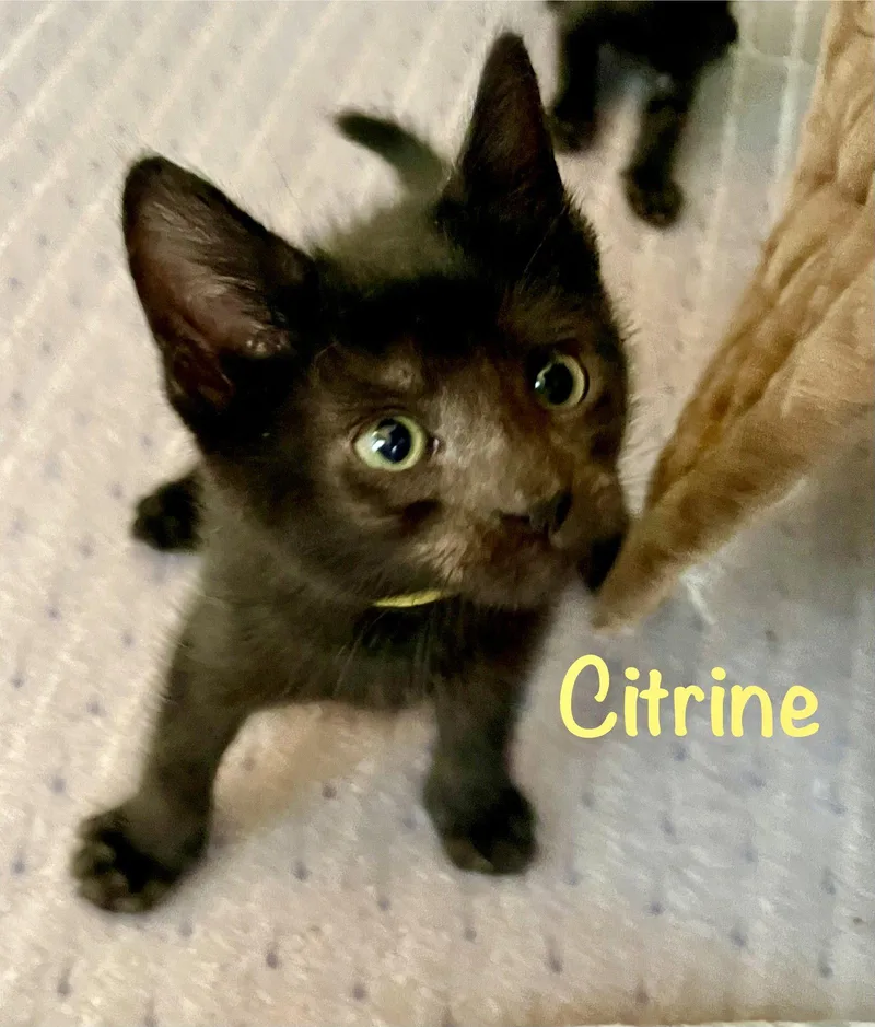 Citrine thumbnail 3