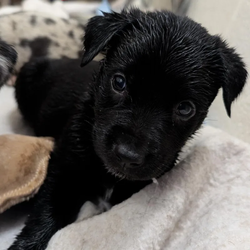 Puppy Tyler