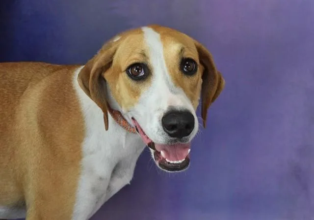 Danesa