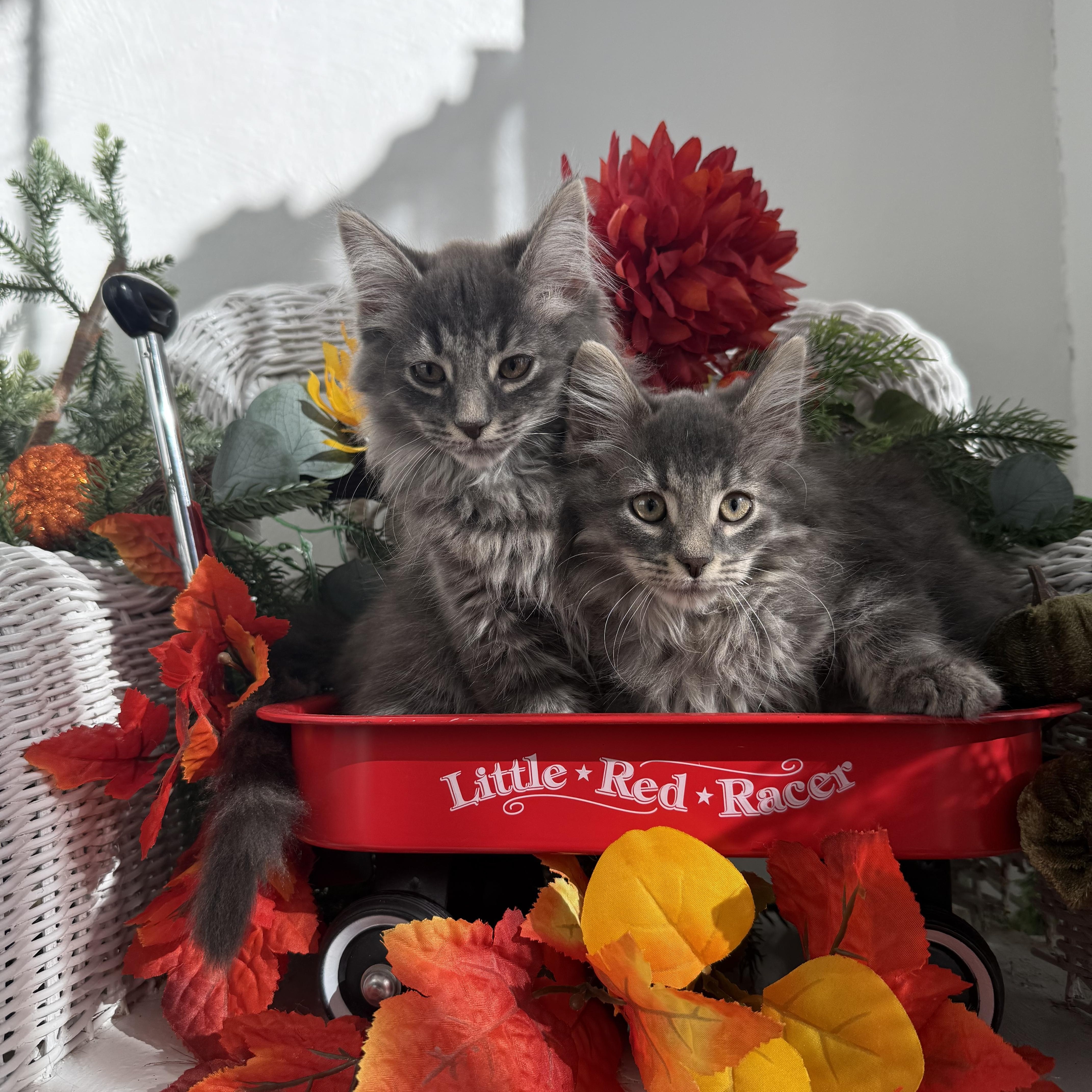 A baby medium-sized male Gray & White Domestic Long Hair cat named Sweets & Hodgins Bonded for adoption in Eaton Rapids, MI