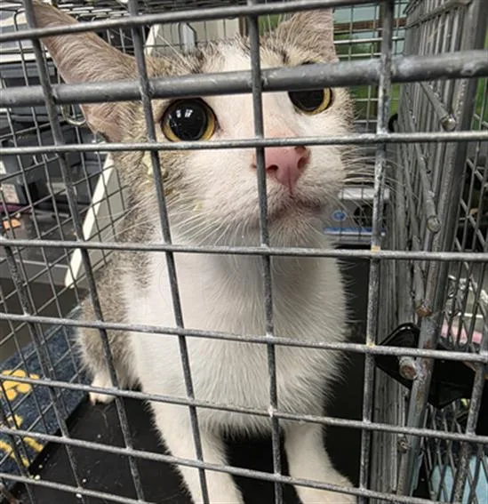 An adult medium-sized female Domestic Short Hair cat named A for adoption in Houston, TX