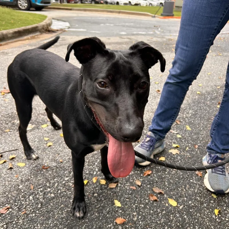 A young medium-sized female Black Mixed Breed dog named Twyla for adoption in Binghamton, NY
