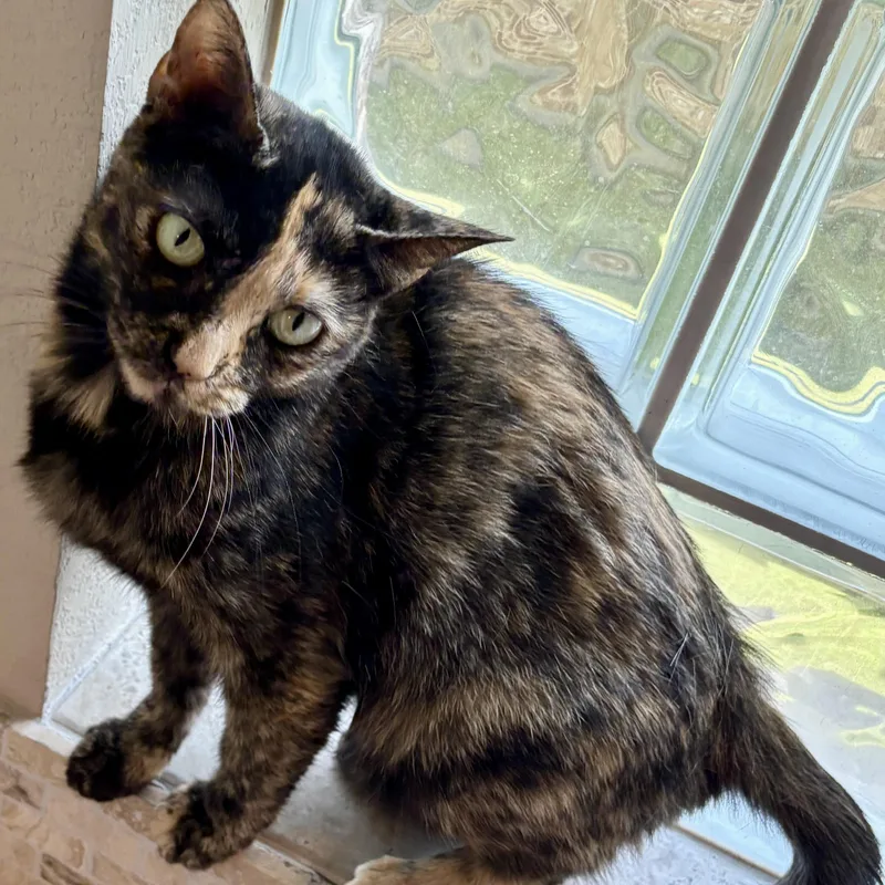 A young medium-sized female Tortoiseshell Domestic Short Hair cat named Trina for adoption in Liverpool, TX