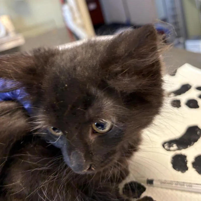 A baby small-sized male Black Domestic Long Hair cat named Virtuoso for adoption in Mount Juliet, TN