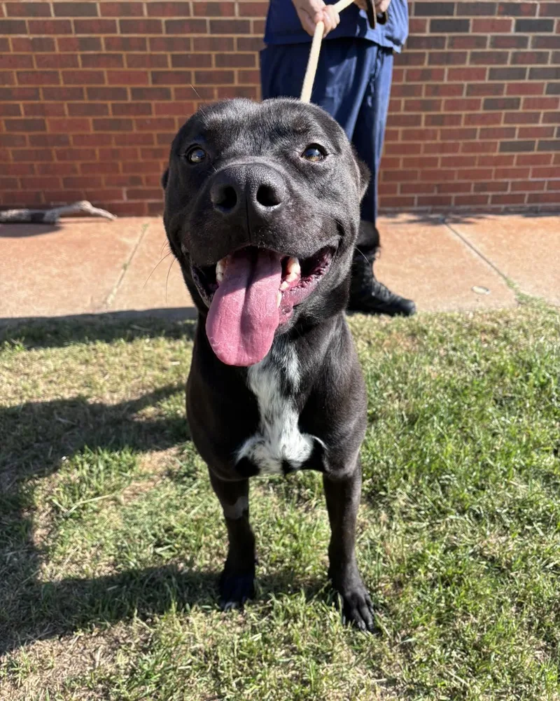 An adult large-sized male Pit Bull Terrier dog named Grinch for adoption in Stillwater, OK