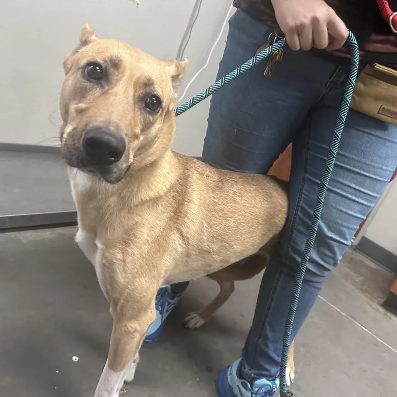 An adult medium-sized female Brown / Chocolate German Shepherd Dog dog named Bella for adoption in Yuma, AZ