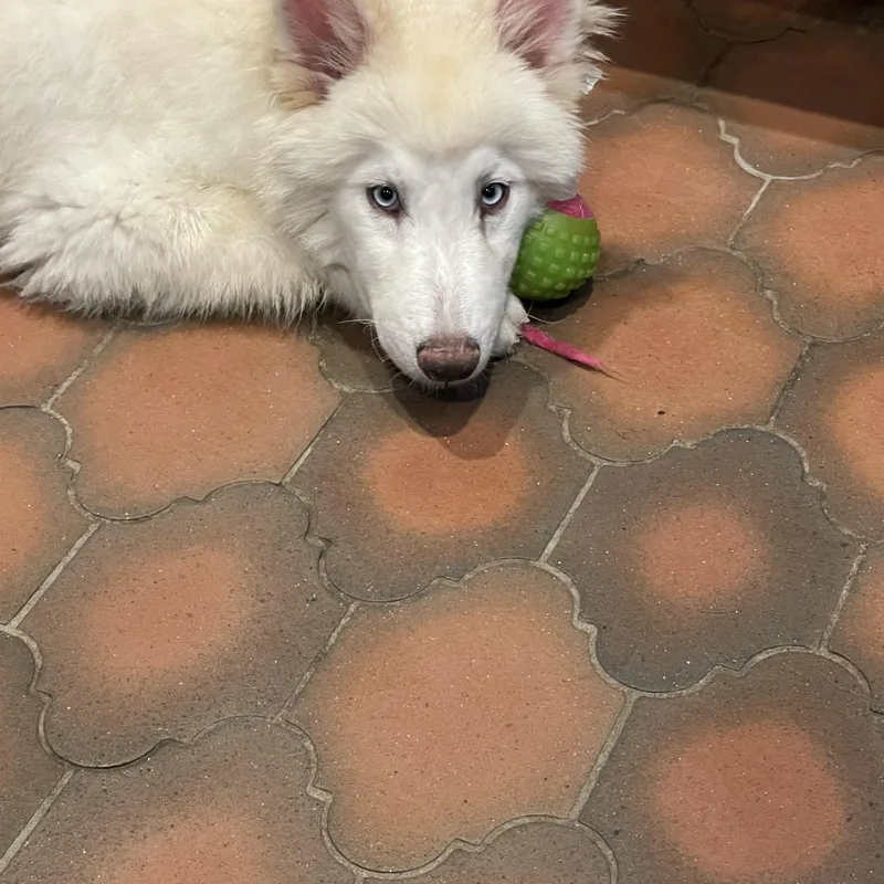 A young medium-sized female White / Cream Siberian Husky dog named Avery for adoption in Lisbon, OH