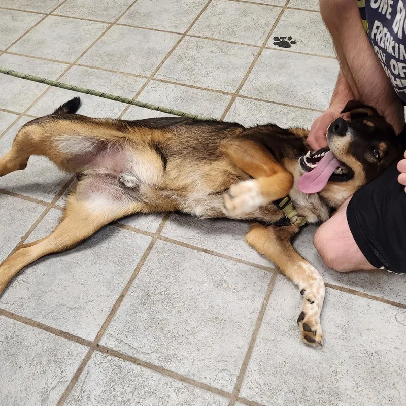A young medium-sized male Brown / Chocolate Shepherd dog named Buddy for adoption in Falls Church, VA