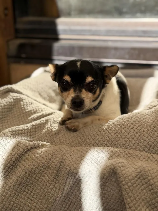 An adult small-sized male Chihuahua dog named Elvis for adoption in Santa Maria, CA