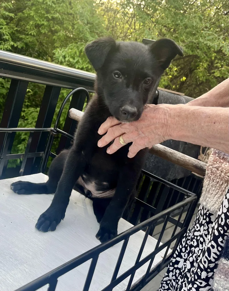 Dorothy  Female D thumbnail 2