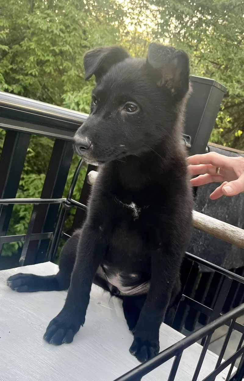 Dorothy  Female D thumbnail 3