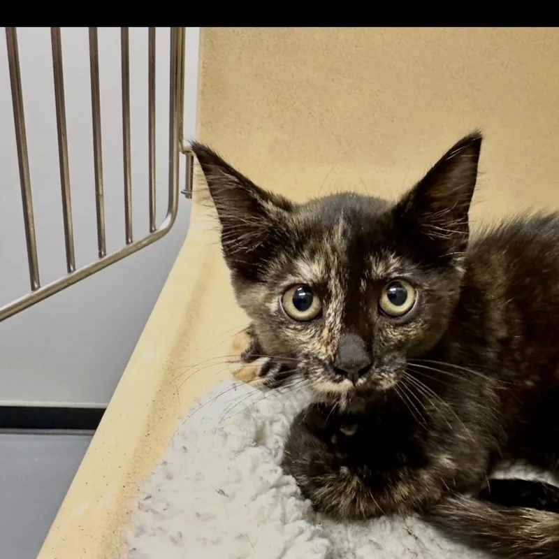 A baby small-sized female Tortoiseshell Domestic Short Hair cat named Picket for adoption in Converse, TX