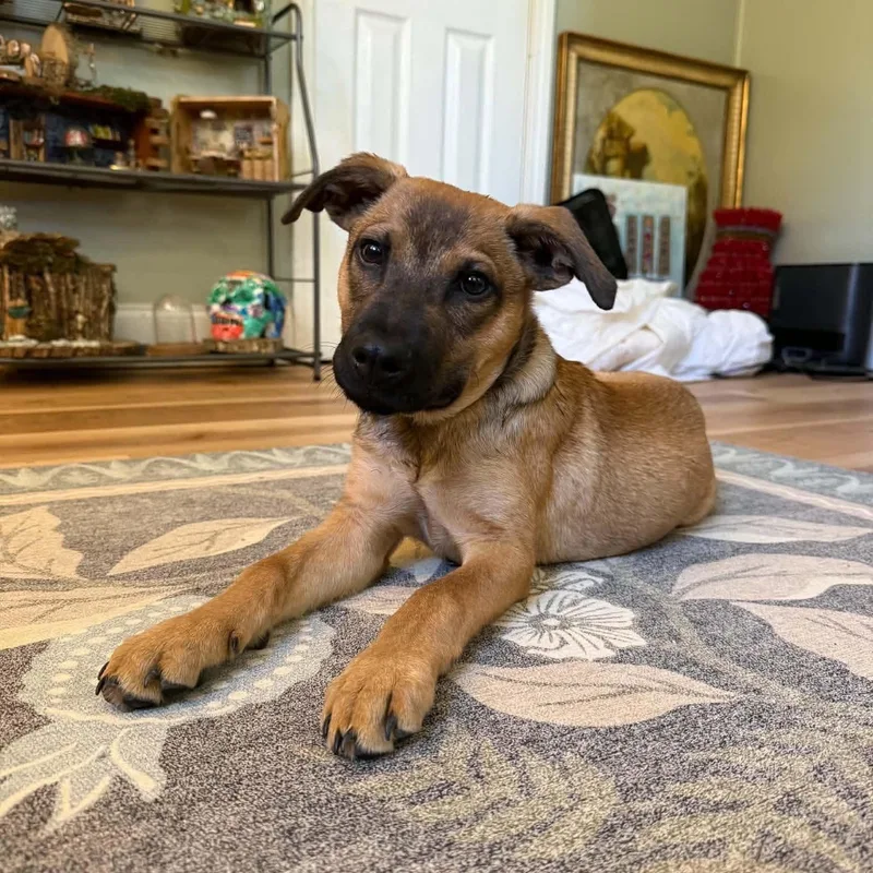 A baby medium-sized female German Shepherd Dog dog named Roo for adoption in Semmes, AL