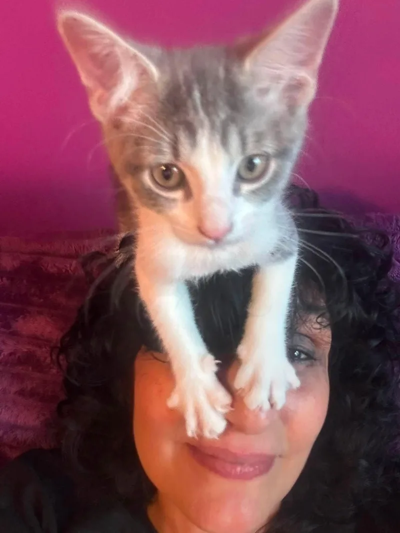 A baby medium-sized male Gray & White Domestic Short Hair cat named Nutmeg & Anise for adoption in Levittown, NY