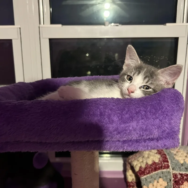 Nutmeg & Anise thumbnail 3