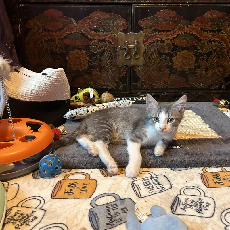Nutmeg & Anise thumbnail 5