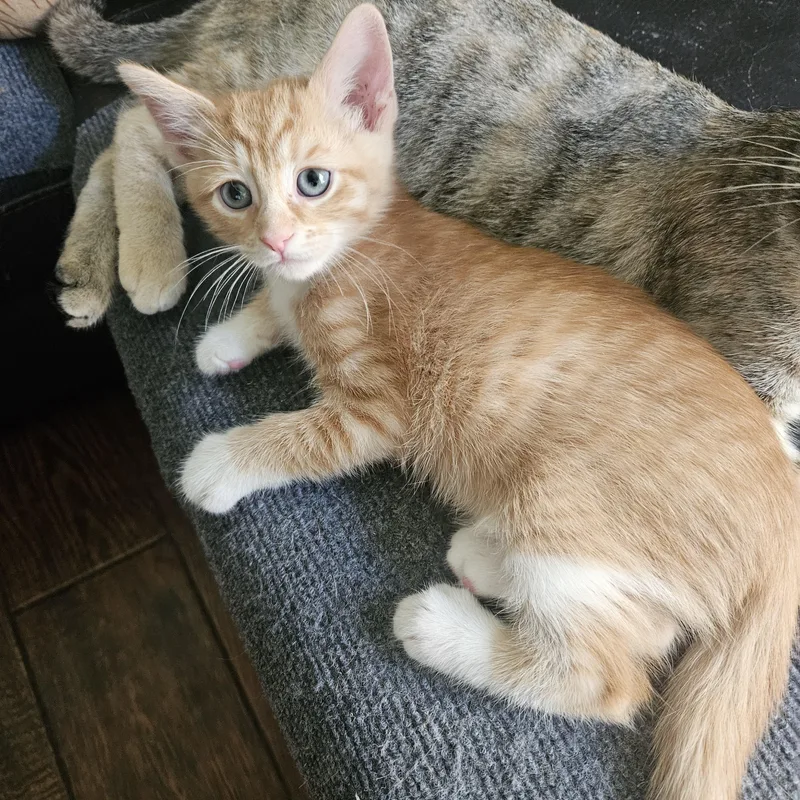 A baby medium-sized male Orange & White Tabby cat named Potato for adoption in Los Angeles, CA