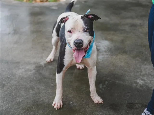 An adult large-sized male American Bulldog dog named Chico for adoption in Miami, FL