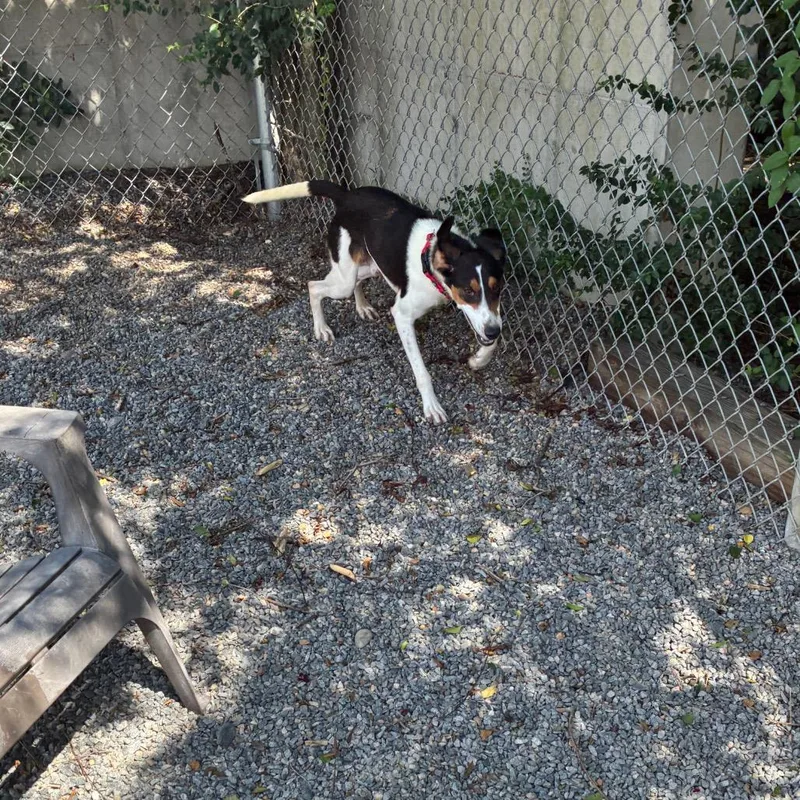 A young medium-sized male White / Cream Mixed Breed dog named Rocky Road for adoption in Fredericksburg, VA