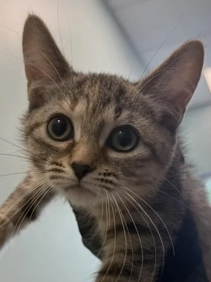 A baby small-sized female Domestic Short Hair cat named Twilight Sparkle for adoption in Fishers, IN