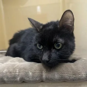 An adult medium-sized male Black Domestic Short Hair cat named Hercules for adoption in Converse, TX