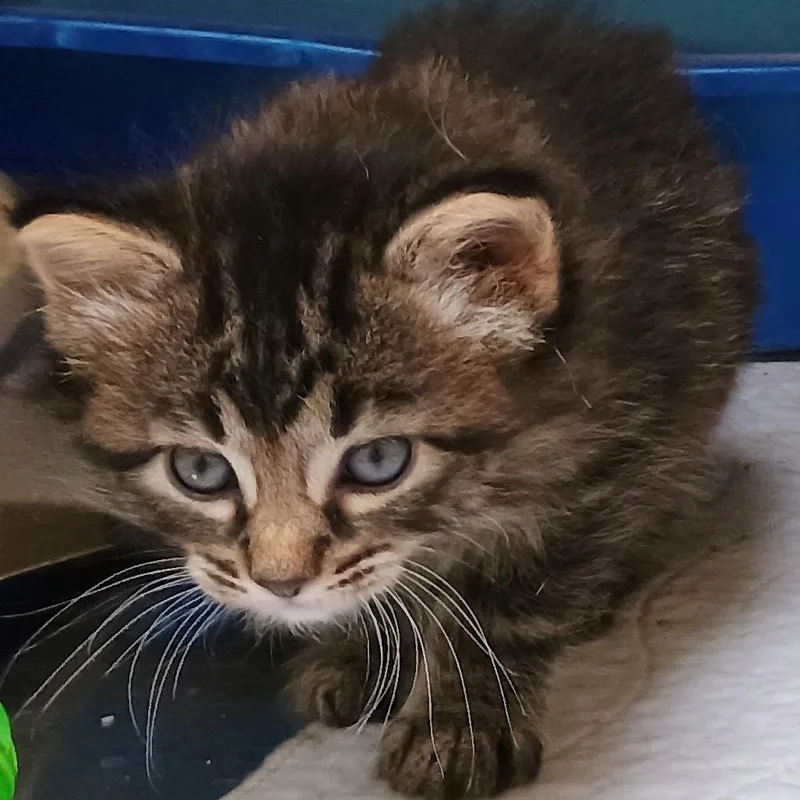A baby small-sized female Brown / Chocolate Domestic Medium Hair cat named Darjeeling for adoption in Palestine, TX