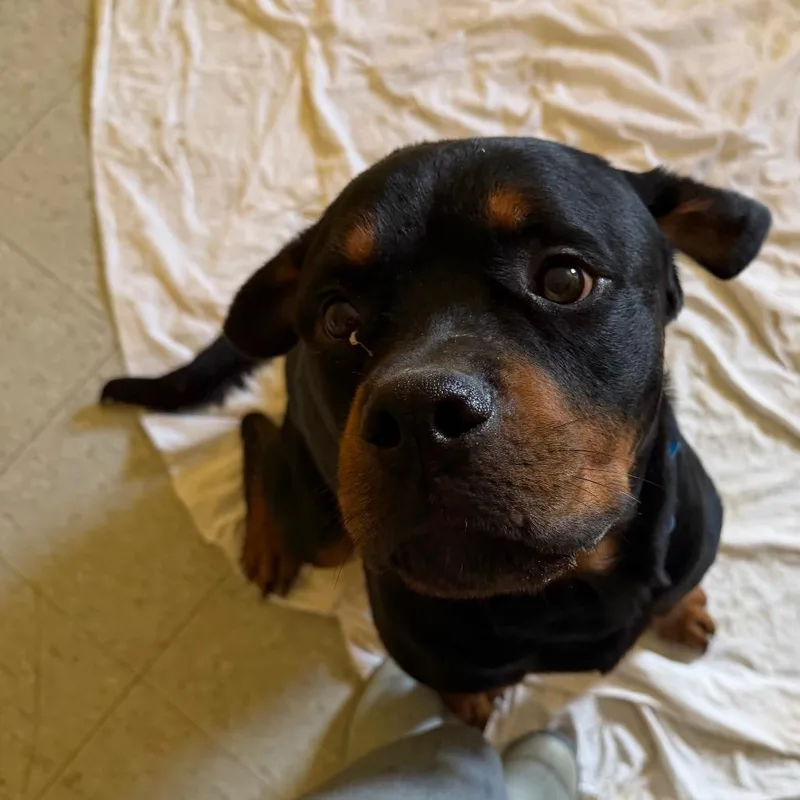 An adult large-sized male Rottweiler dog named Big Man for adoption in Clarksdale, MS