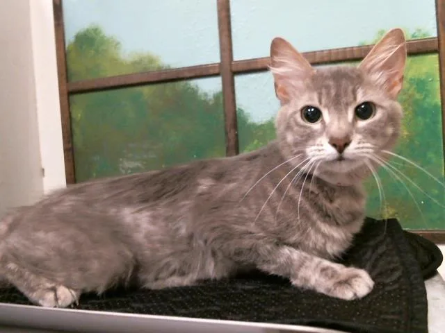An adult medium-sized female Domestic Short Hair cat named Safira for adoption in Houston, TX