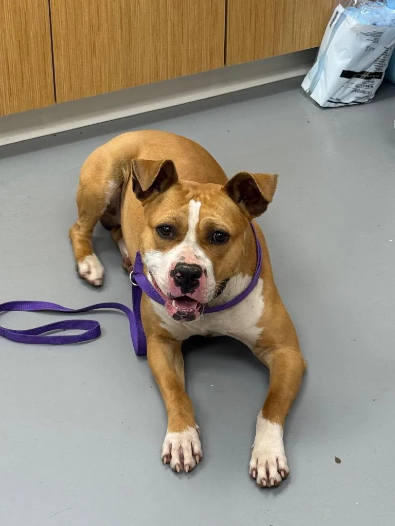 Thaddeus thumbnail 2