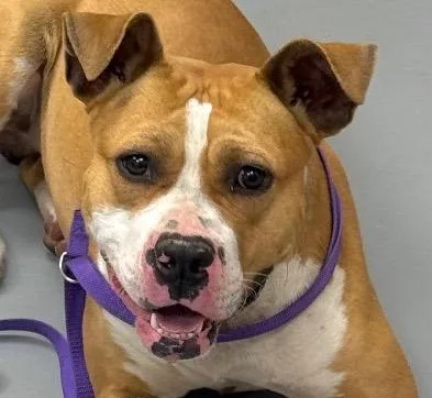 Thaddeus thumbnail 3