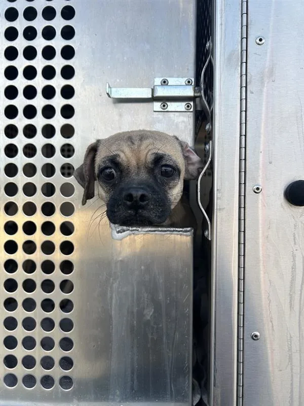 An adult small-sized male Pug dog named Shiny for adoption in Austin, TX