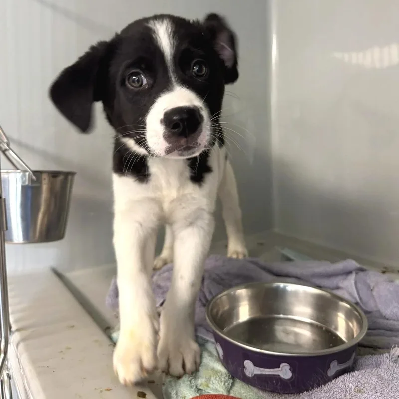 A baby medium-sized male Black Australian Shepherd dog named Bryson for adoption in Saint Charles, MO