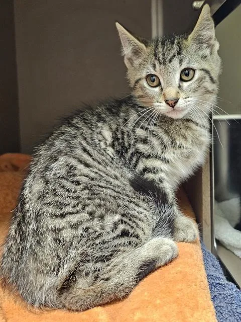 A baby medium-sized male Brown / Chocolate Domestic Short Hair cat named Lester for adoption in Clyde, NC