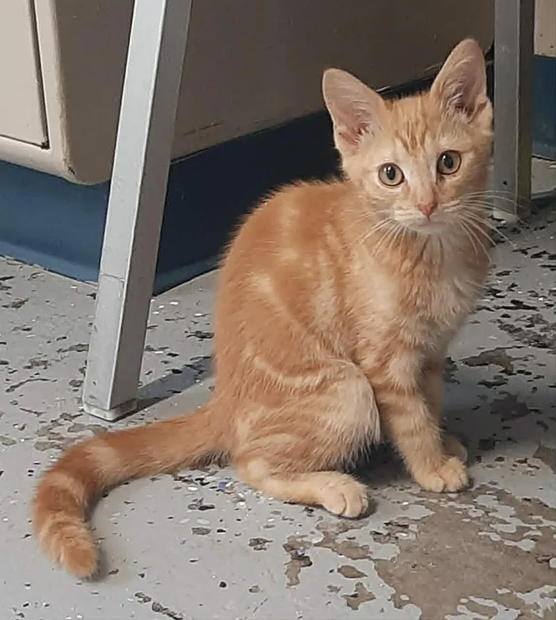 A baby medium-sized male Tabby (Orange / Red) Domestic Short Hair cat named Pudge for adoption in Georgetown, OH