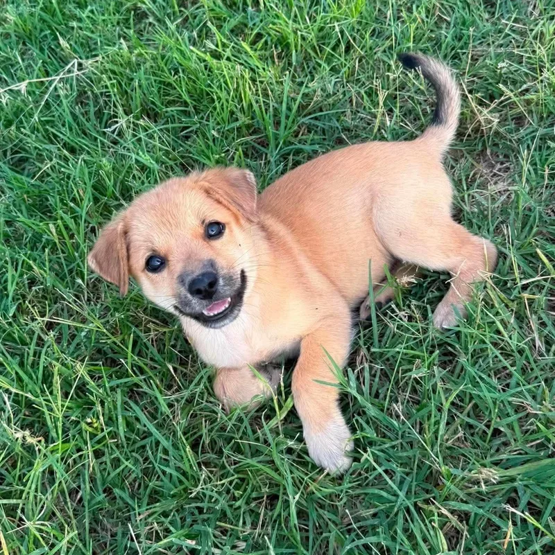 A baby medium-sized female Golden Retriever dog named Melissa for adoption in PLAINFIELD, CT