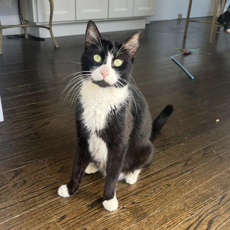 An adult medium-sized female Black Domestic Medium Hair cat named Elowyn for adoption in Moriches, NY