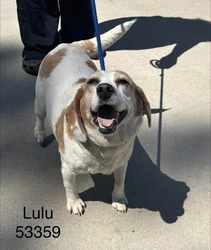 An adult medium-sized female Beagle dog named Lulu for adoption in Hillsborough, NC