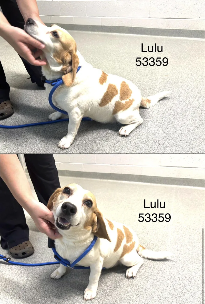 Lulu thumbnail 2