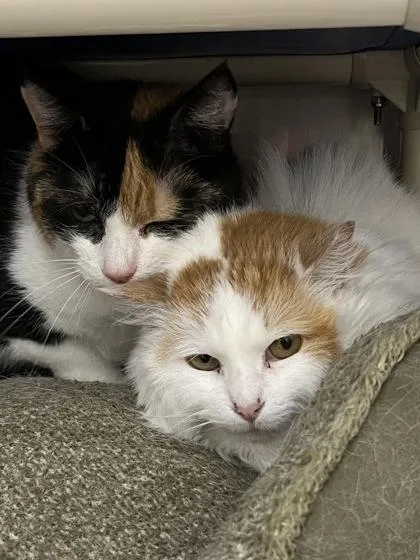 A senior large-sized female Orange & White Domestic Short Hair cat named Marmee for adoption in Annapolis, MD