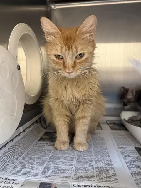 A young medium-sized female Domestic Long Hair cat named Fanta for adoption in San Jose, CA