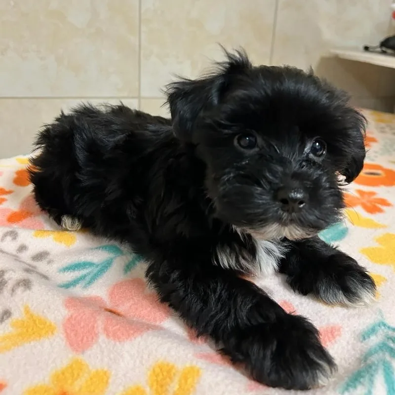 A baby small-sized male Yorkshire Terrier dog named Guinness for adoption in Bartonsville, PA