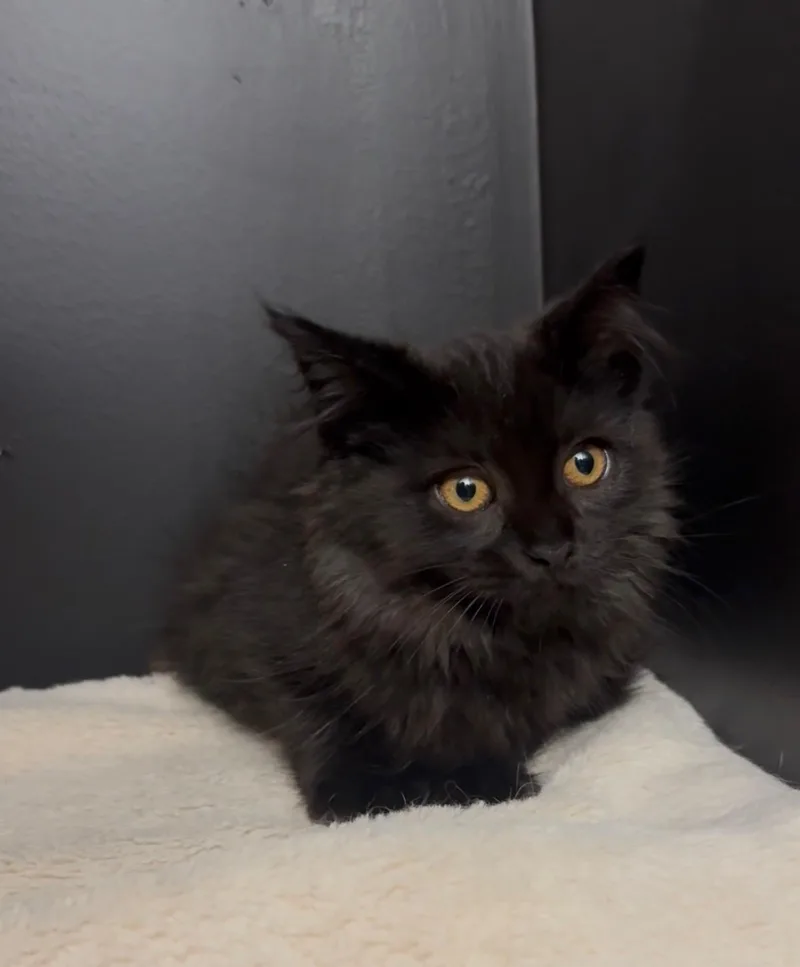 A baby medium-sized female Black Domestic Long Hair cat named Tootsie Roll for adoption in Hamilton, NJ